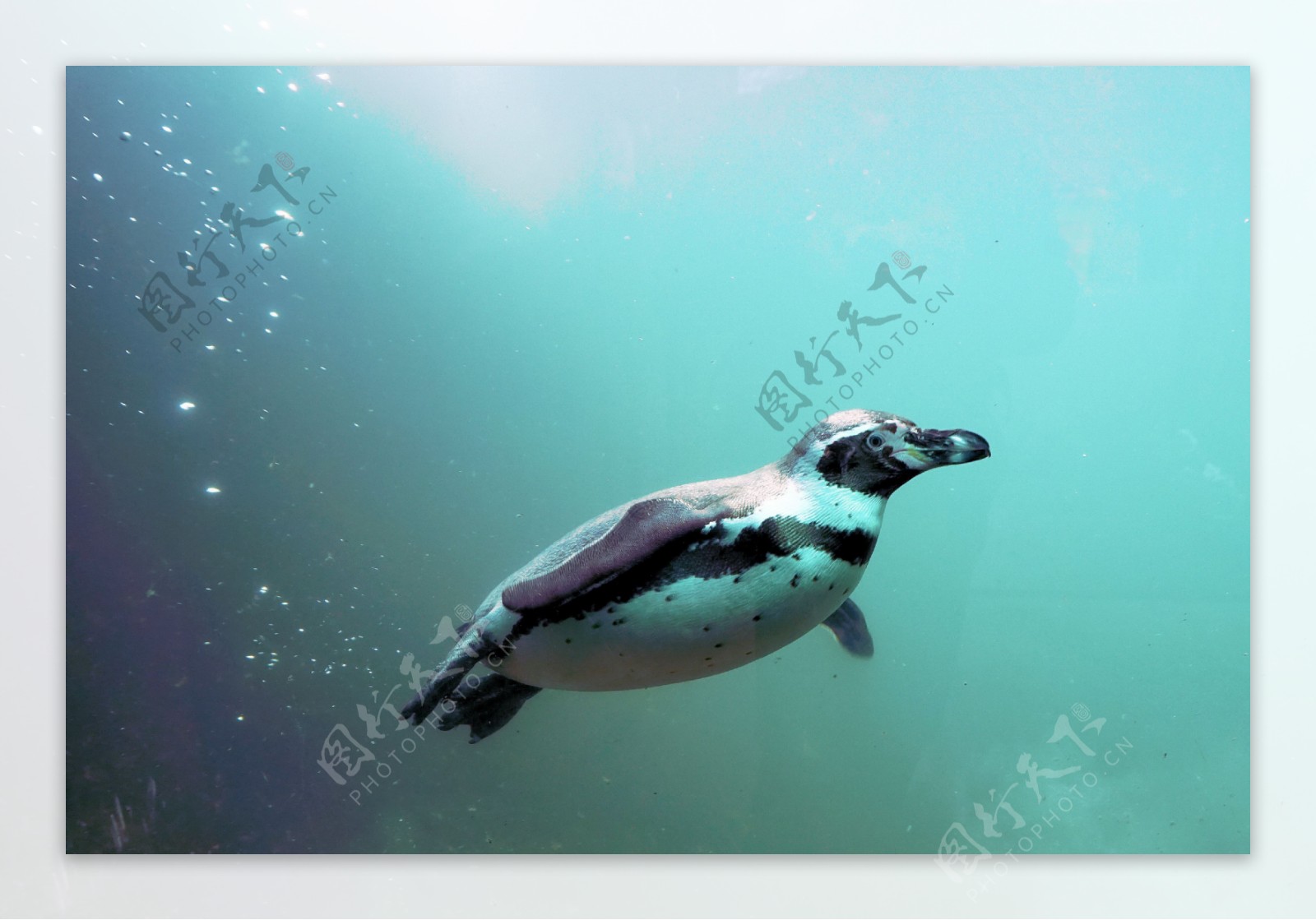 海底游泳企鹅图片