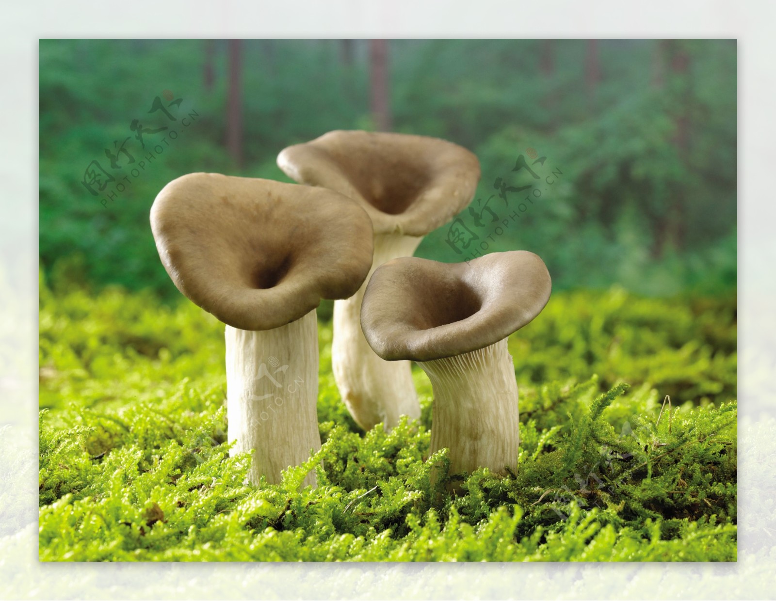 生长在草地上的三个蘑菇