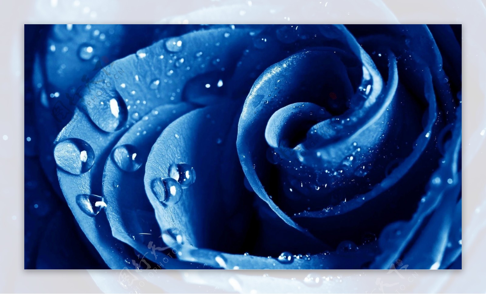 蓝色水珠玫瑰花图片
