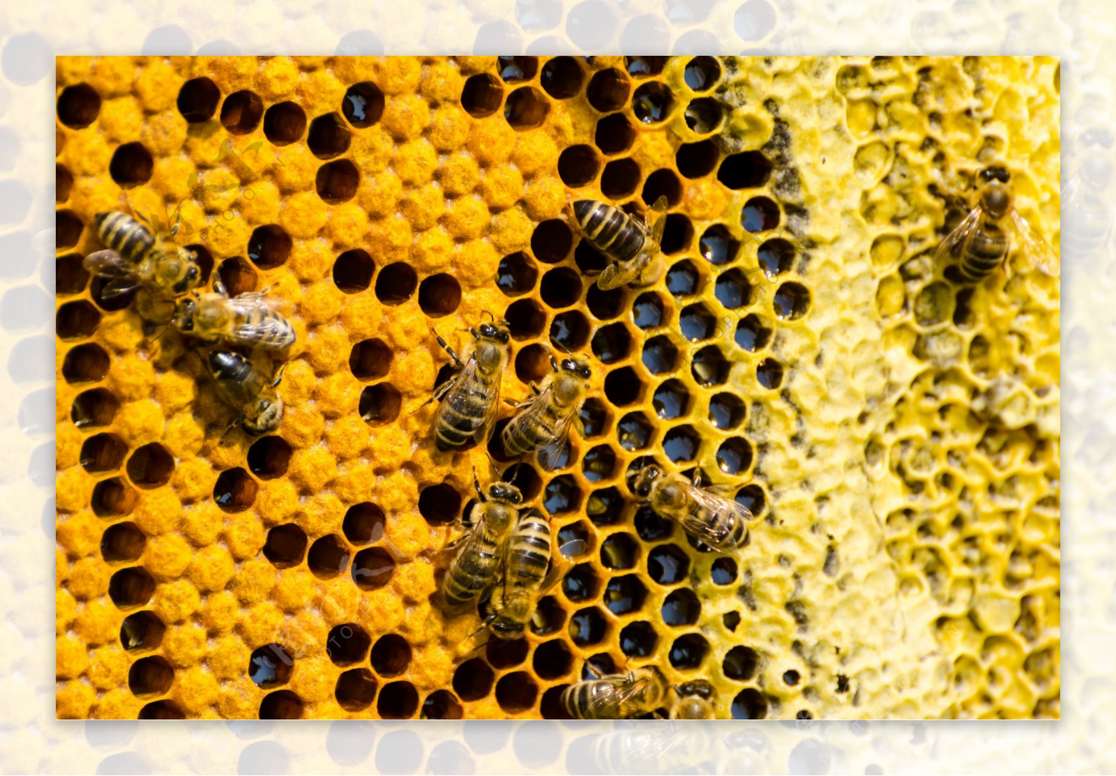 蜂窝上的蜜蜂