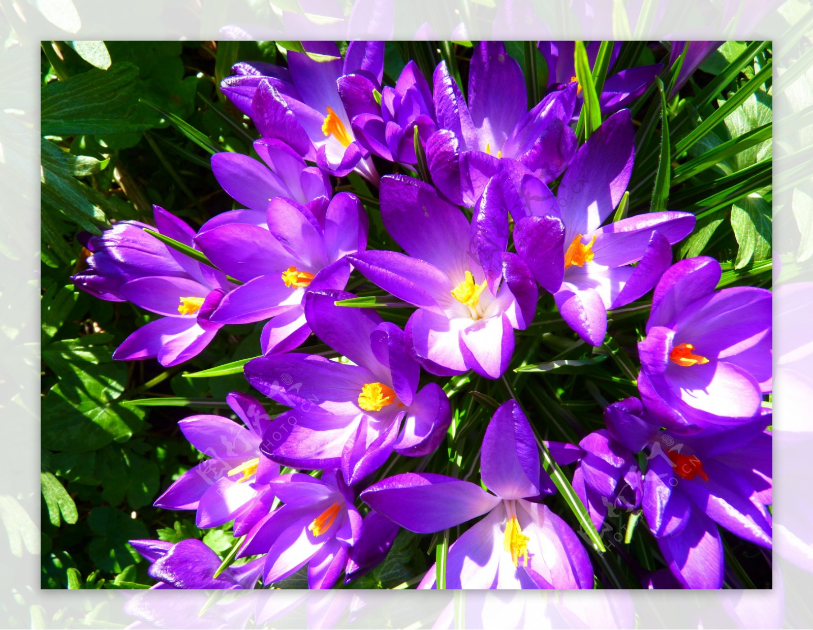 唯美的紫色藏红花图片