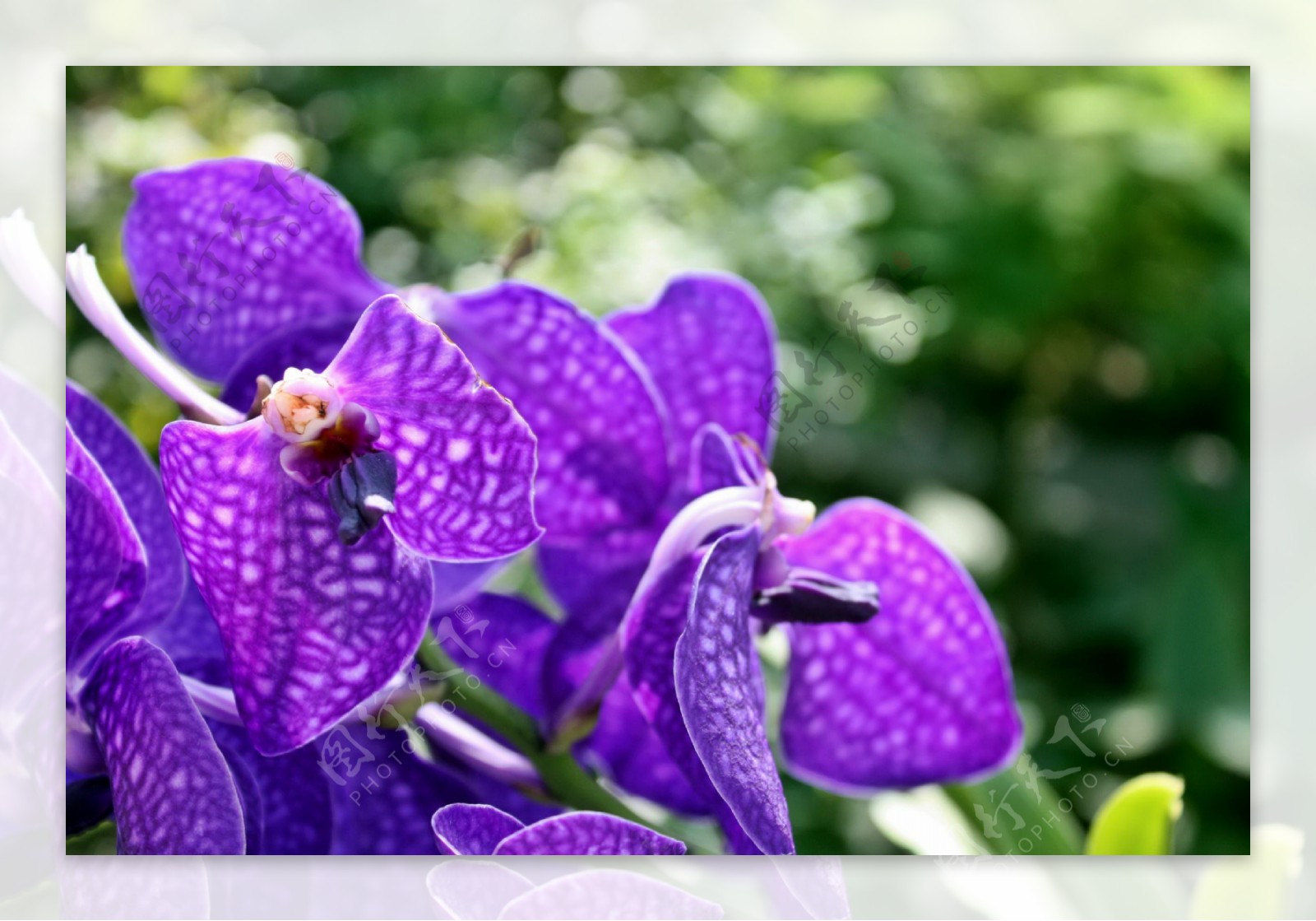 唯美紫色蝴蝶兰图片
