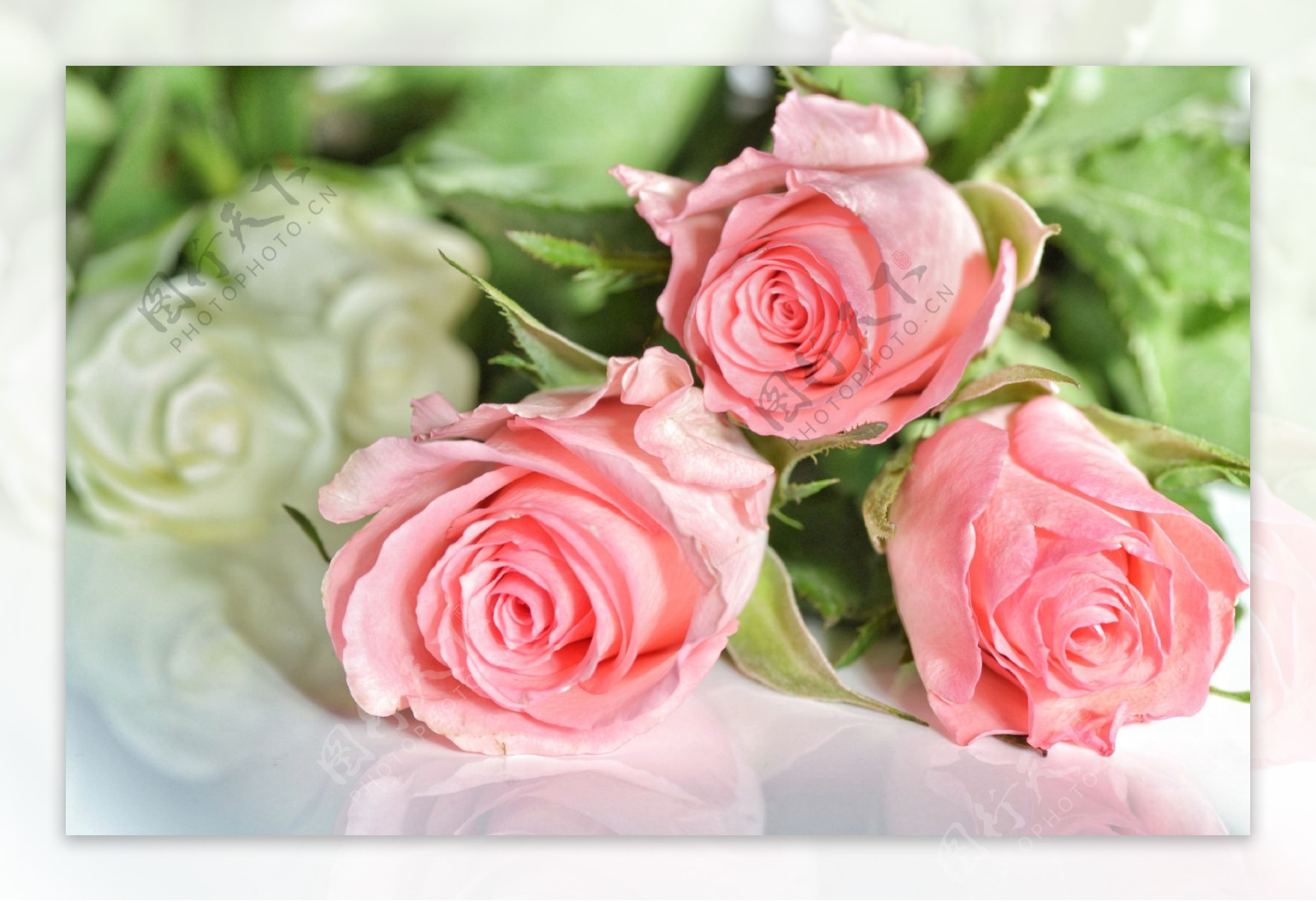 高清粉玫瑰图片