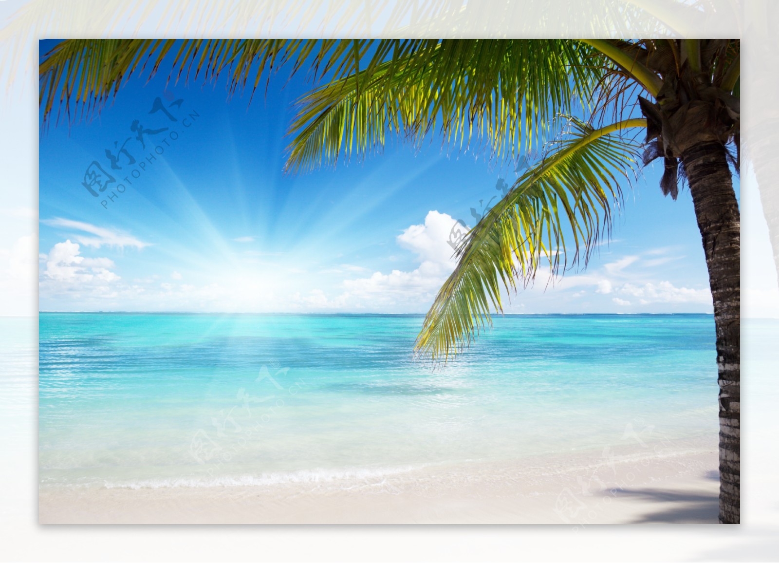 海边椰子树背景图片