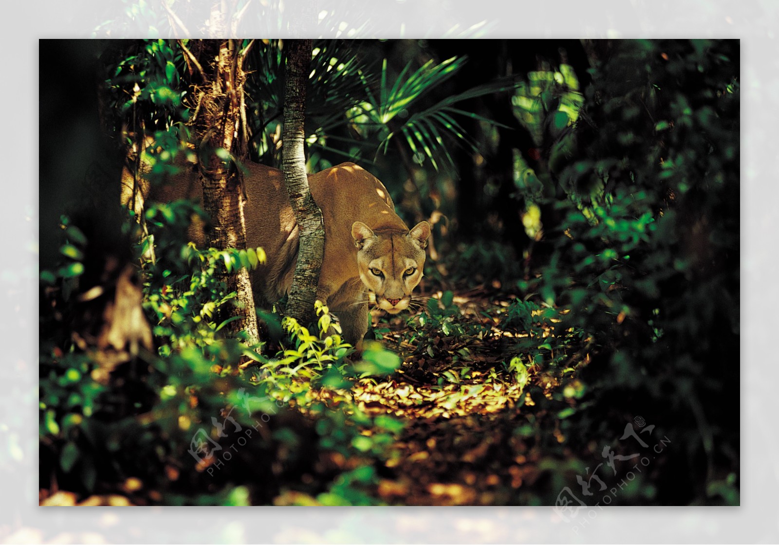 树林美洲狮摄影图片