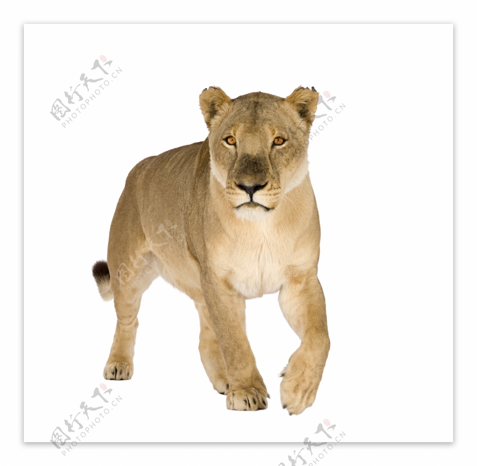 下载壁纸 狮子, 母狮, 爪, 语 免费为您的桌面分辨率的壁纸 2880x1620 — 图片 №610836