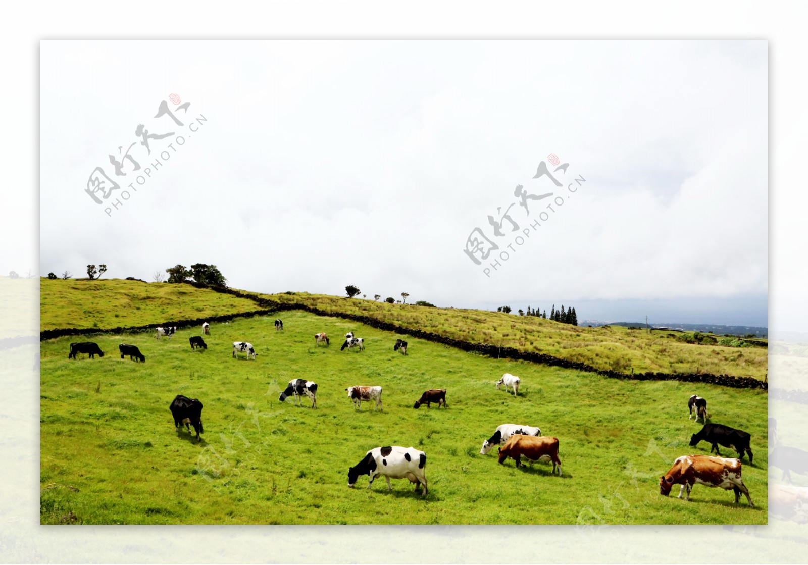 牧场奶牛群图片