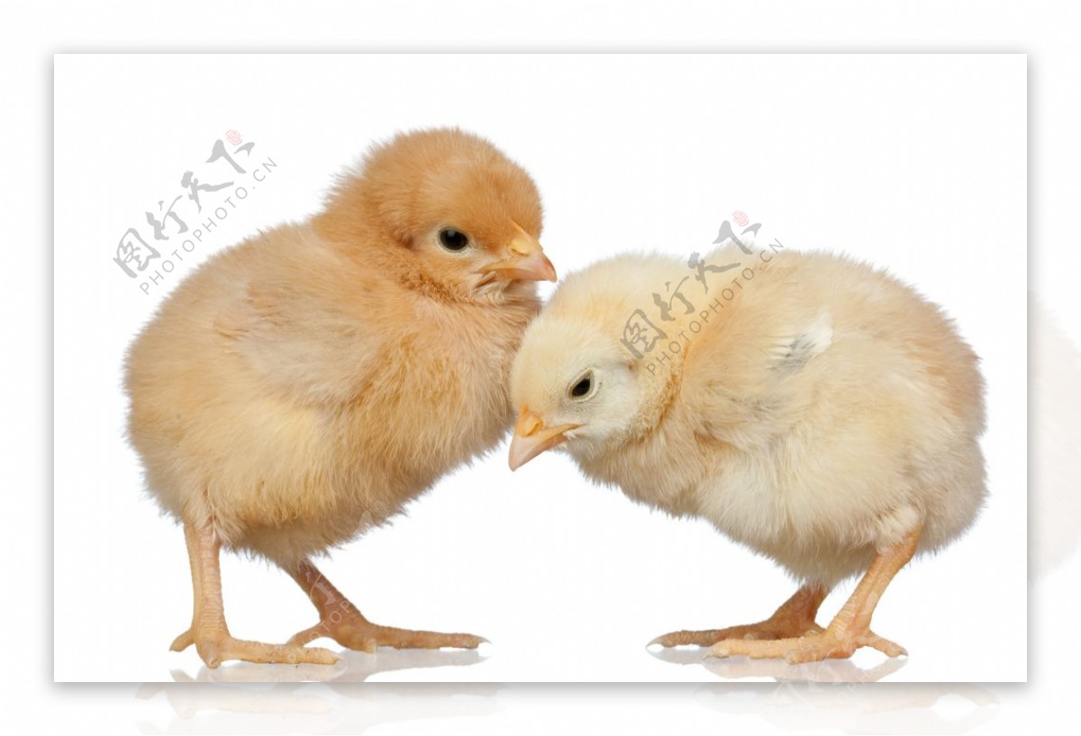 可爱的小鸡与鸡蛋高清图片