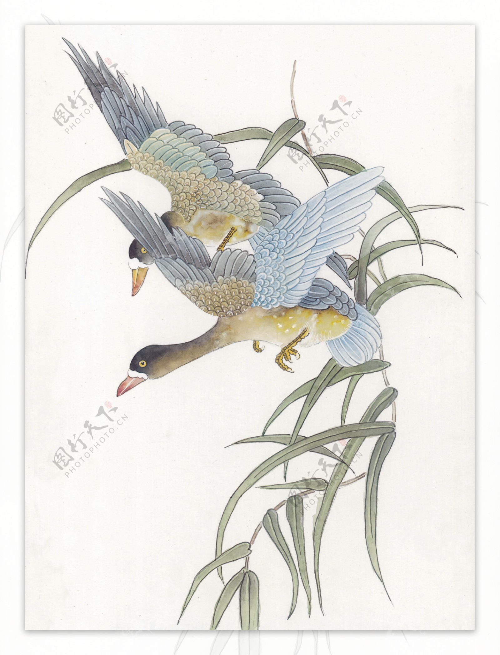 花鸟中国画43