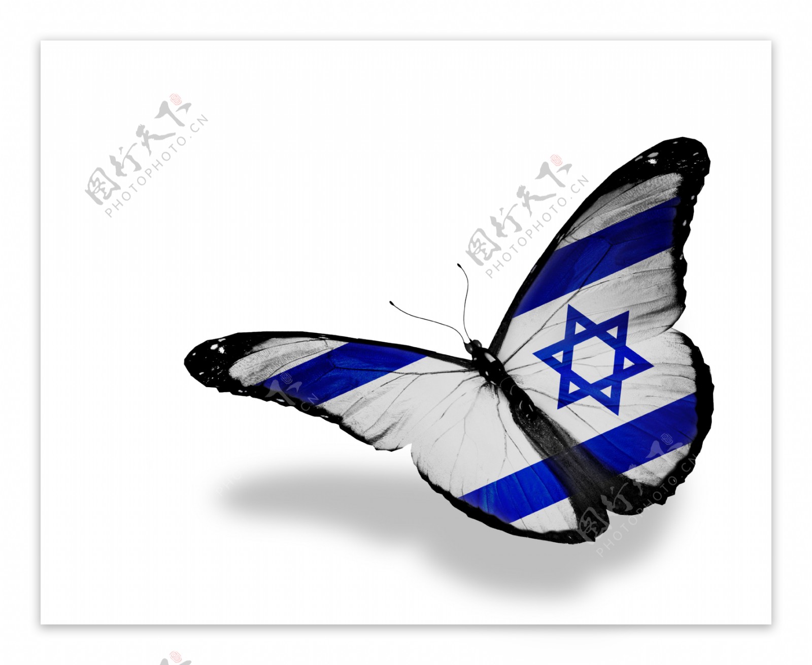 以色列国旗图案蝴蝶