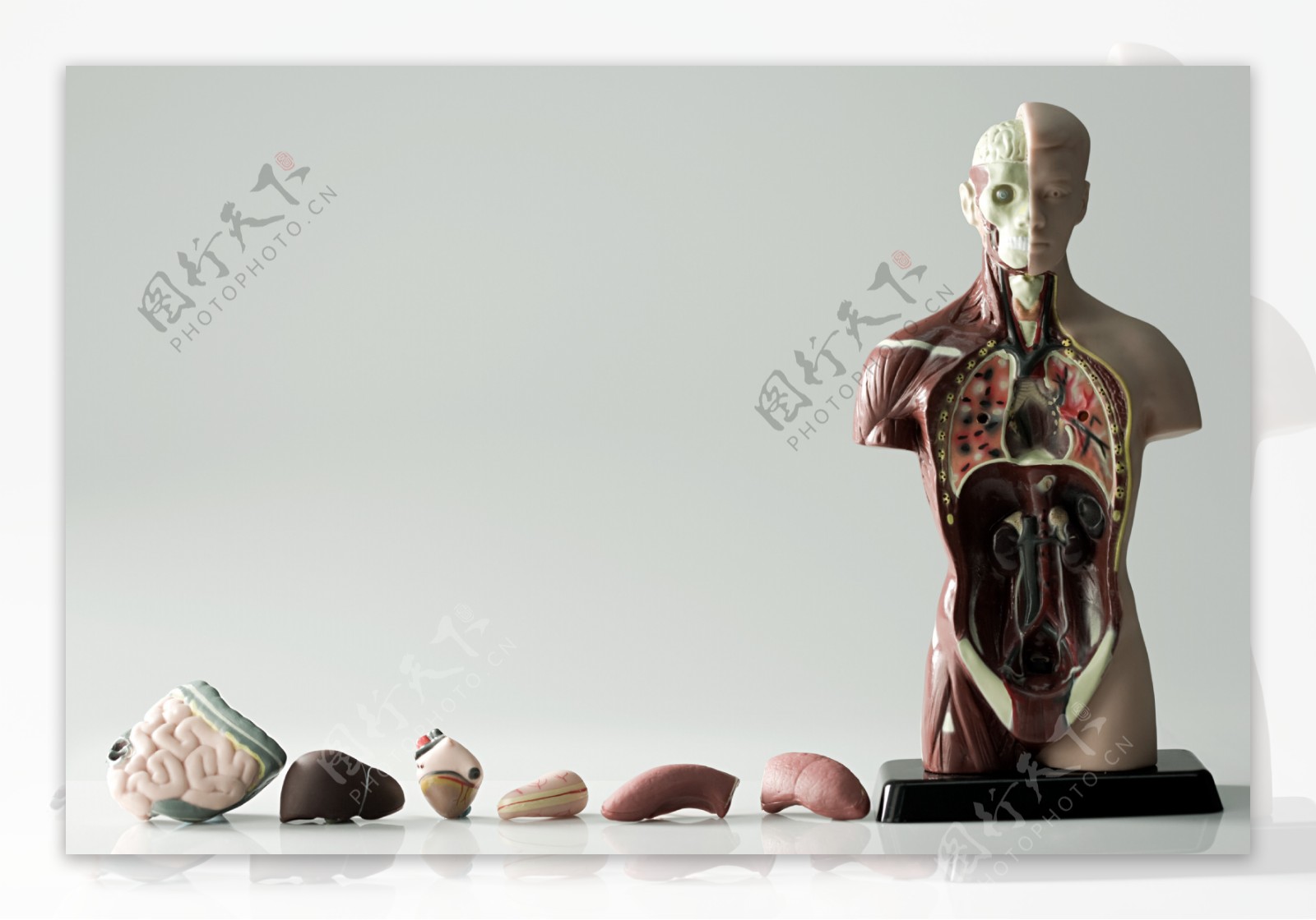 人体模型和拆下来的人体器官模型图片图片