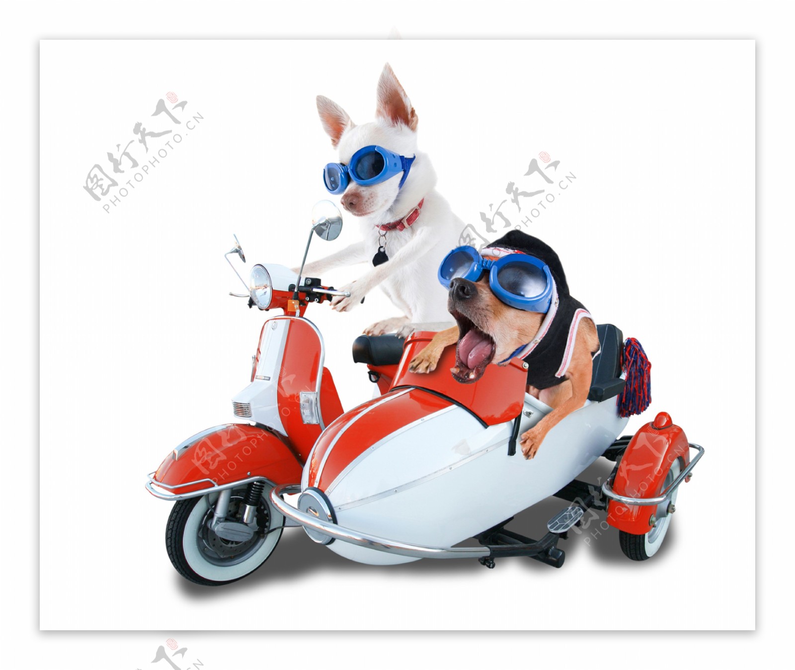 乘坐摩托的小狗