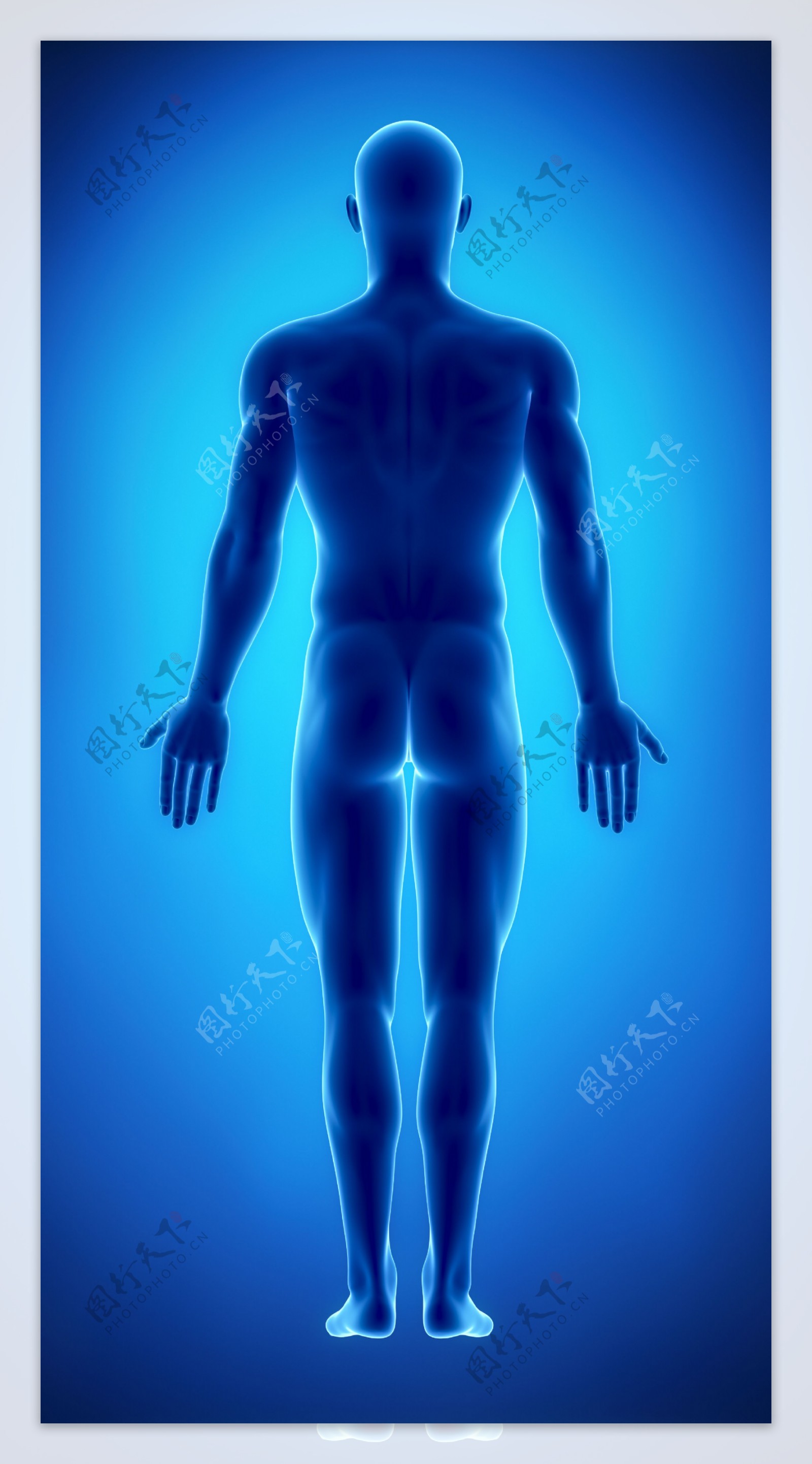 男性人体背部图片
