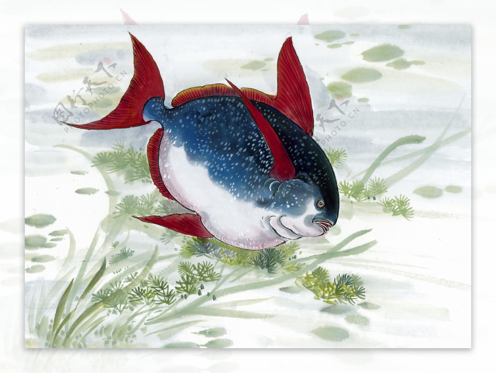 鱼工笔水族国画0188