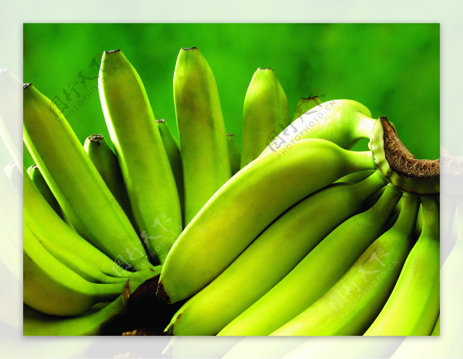 海南青香蕉图片