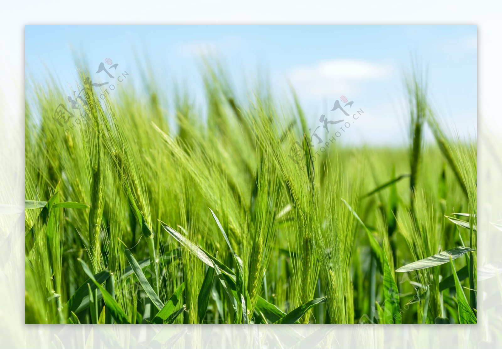 青小麦麦穗AI图片 - 青小麦麦穗AI素材 - 觅知网