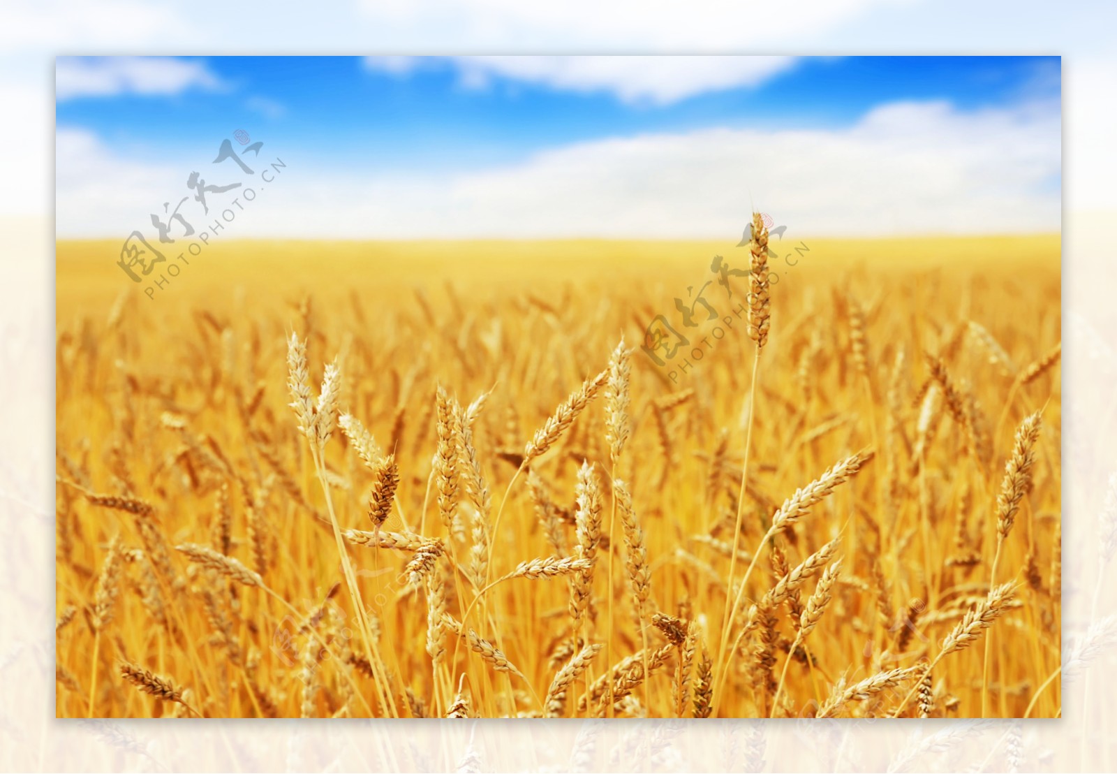 秋季麦谷商务背景