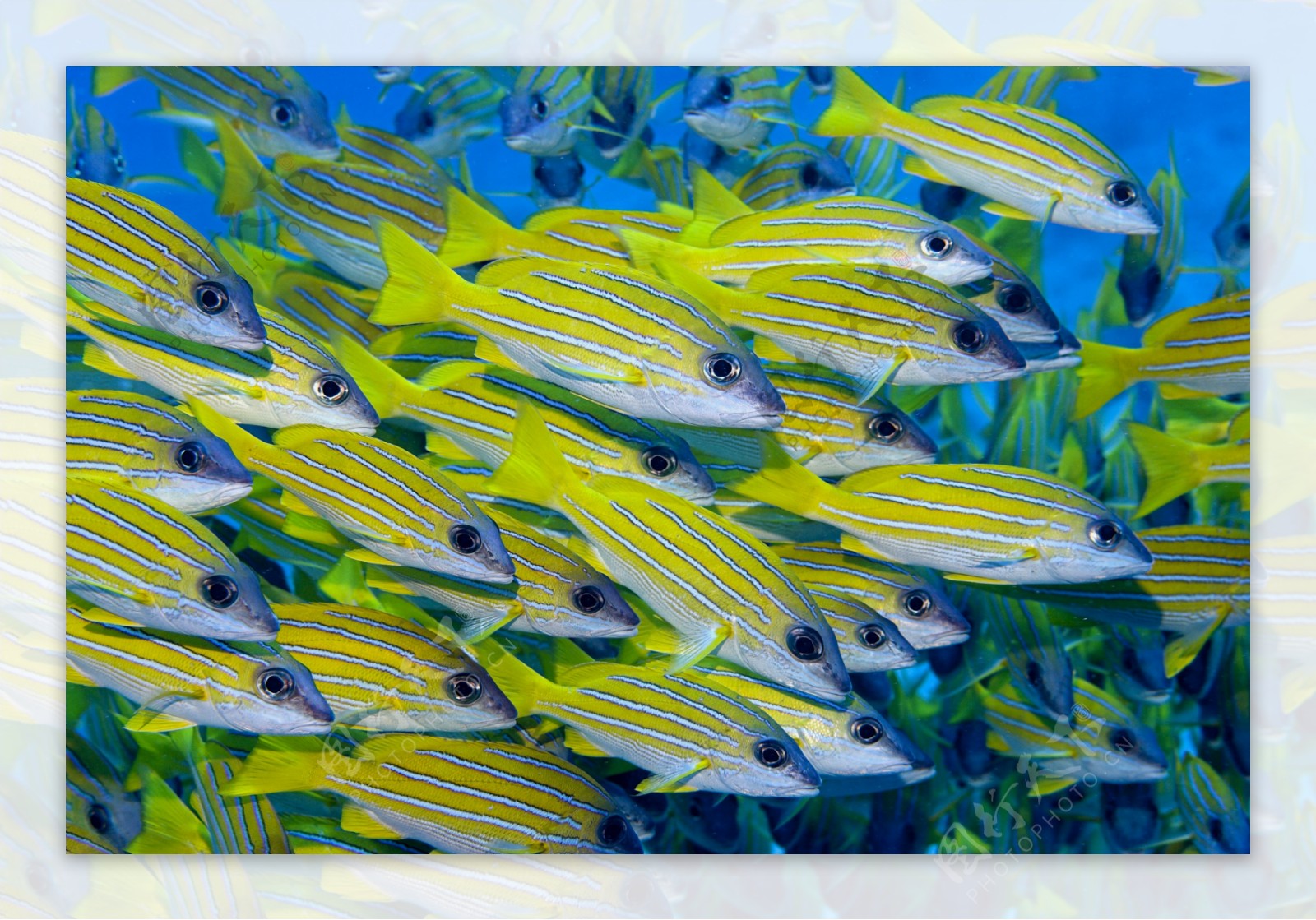 黄色鱼类摄影