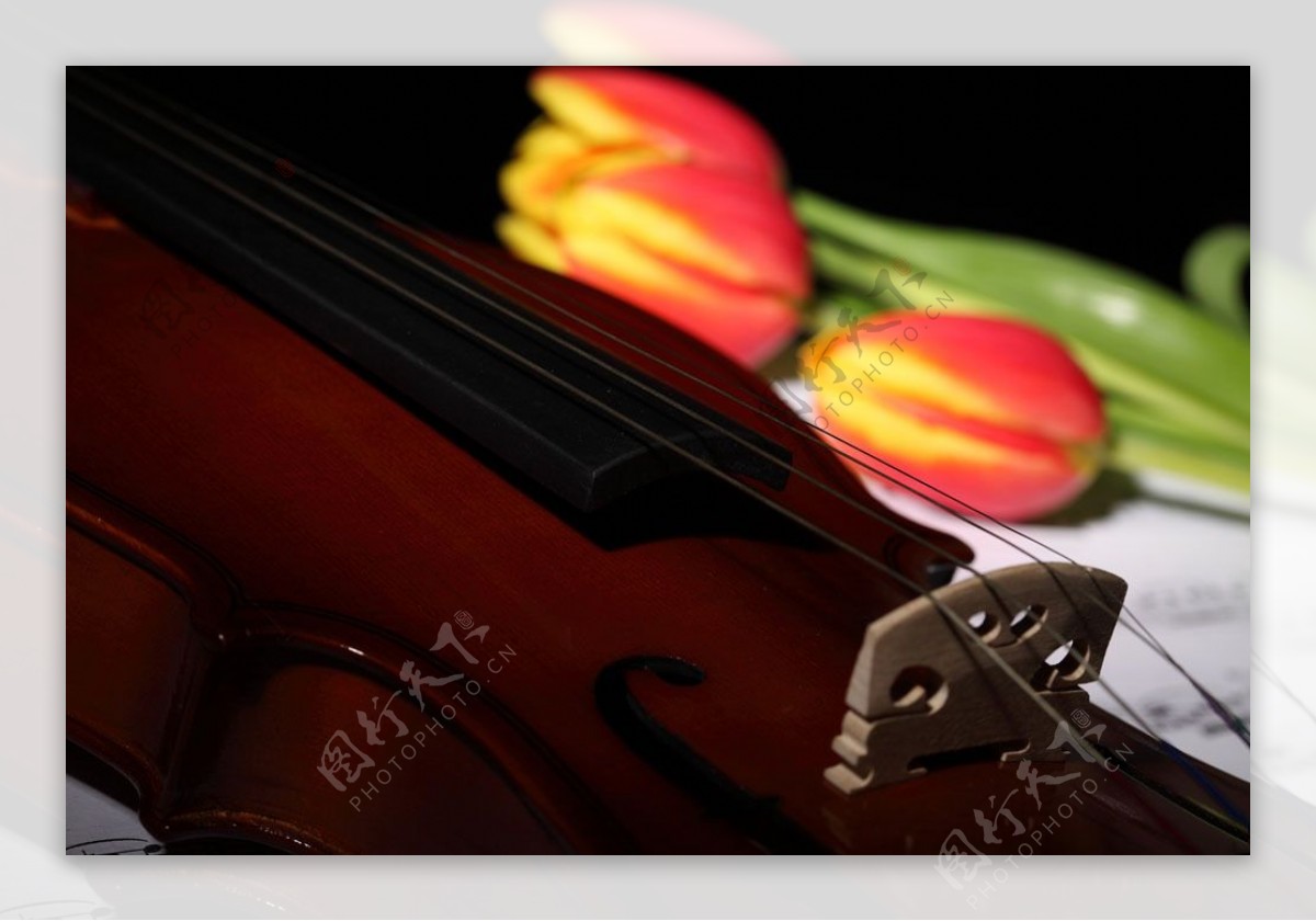 郁金香与小提琴图片