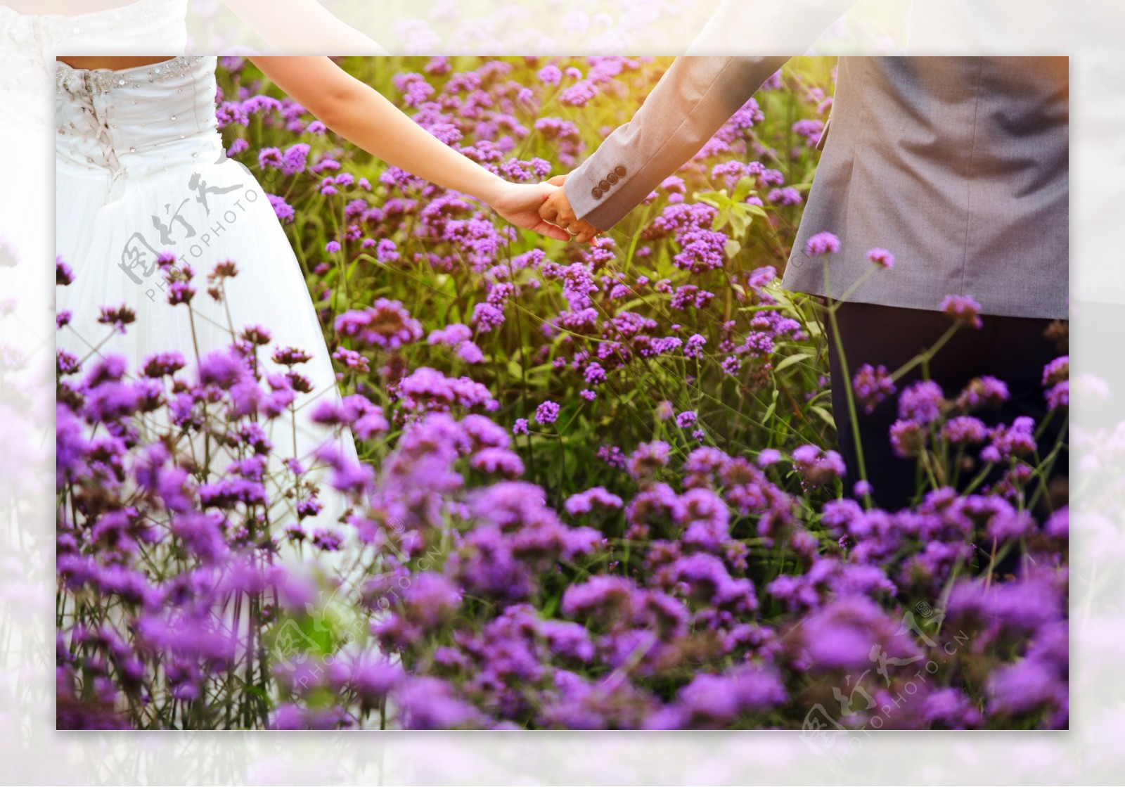 紫色花丛中牵手的情侣图片