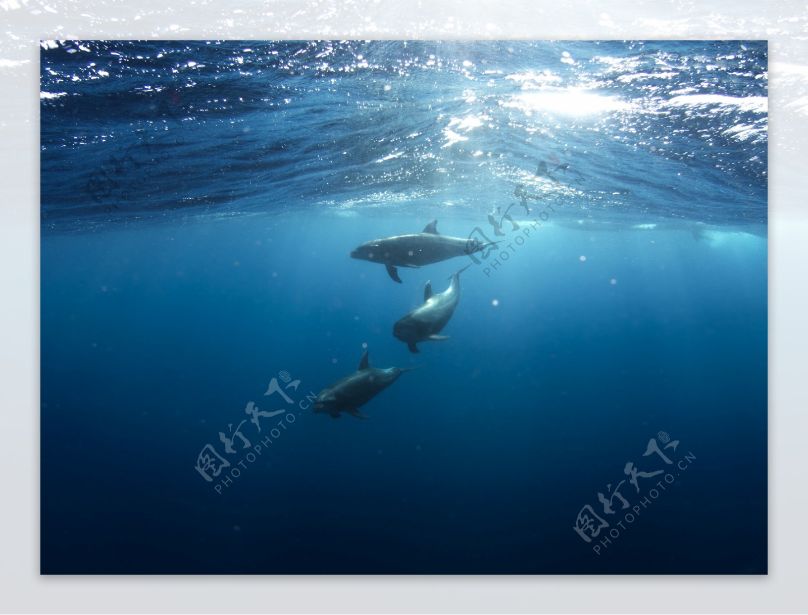 海豚水下生活自然景观