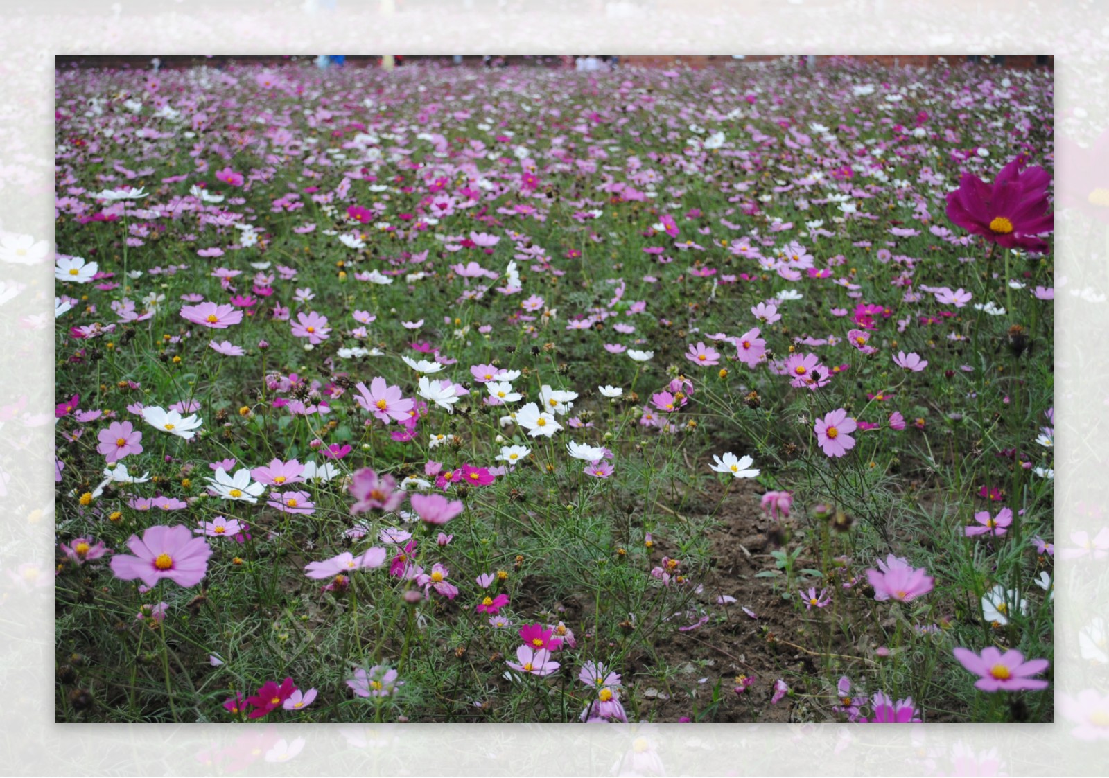 唯美雏菊花海图片