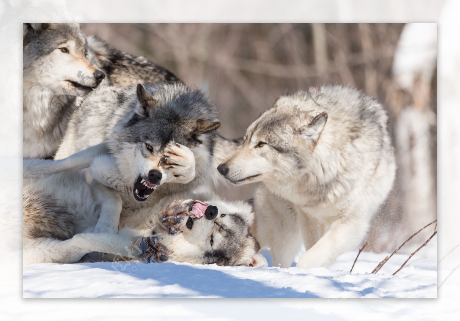 雪地里的狼群图片