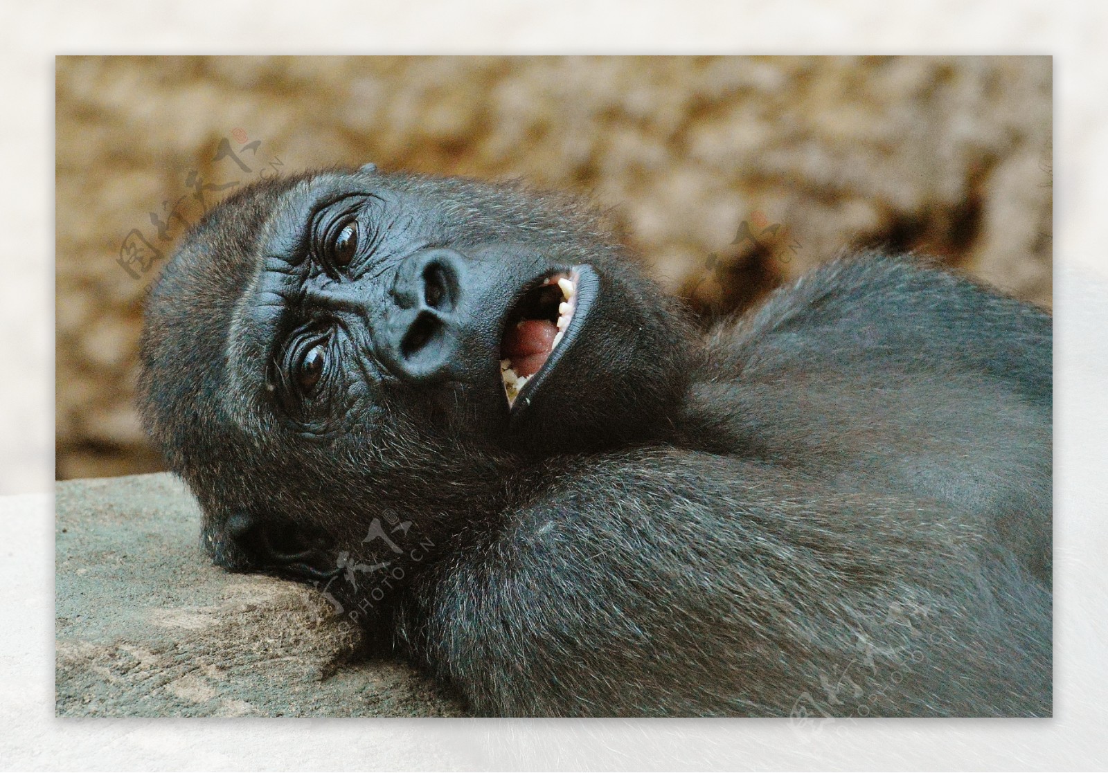 可爱黑猩猩图片