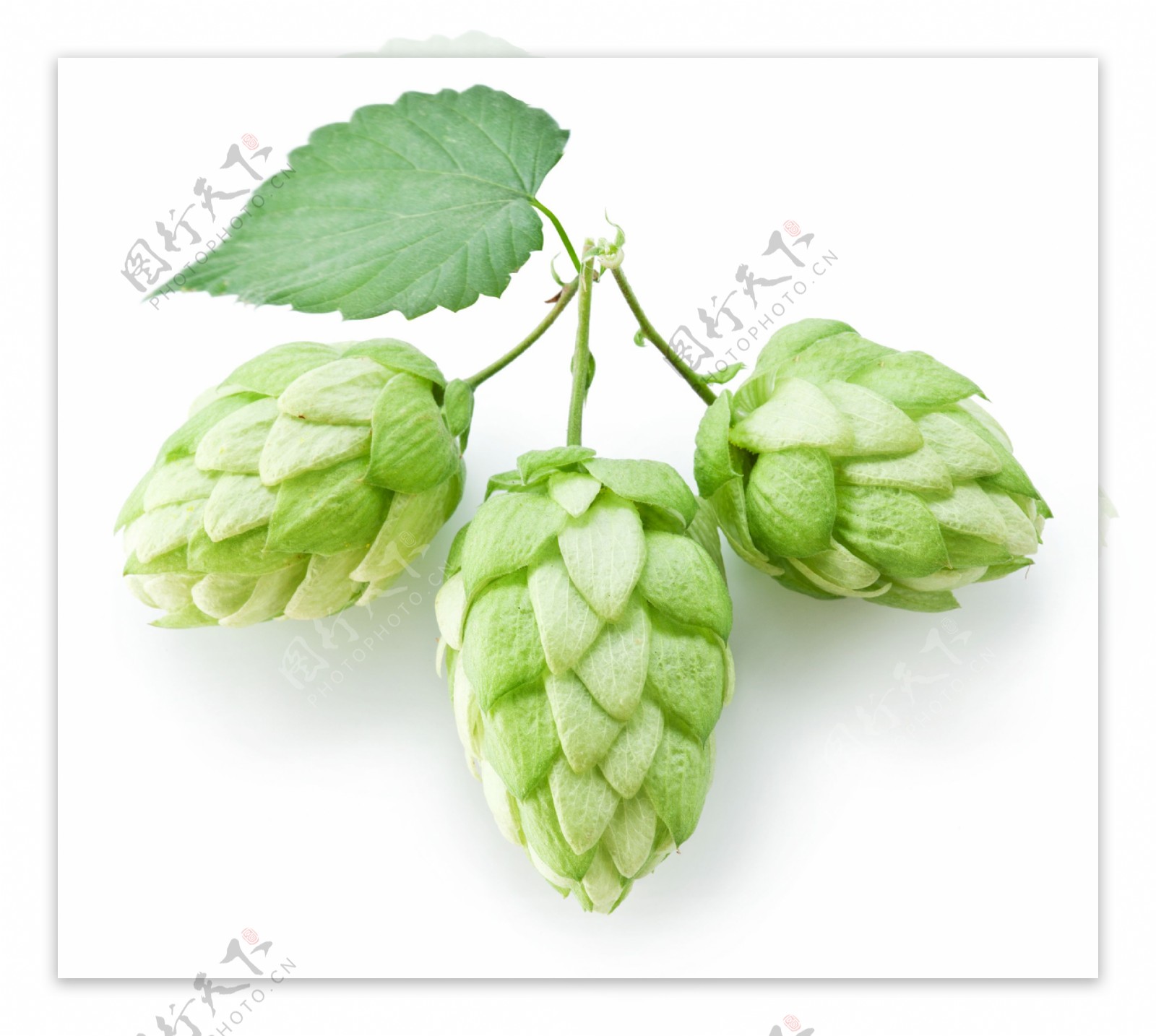 绿色啤酒花图片