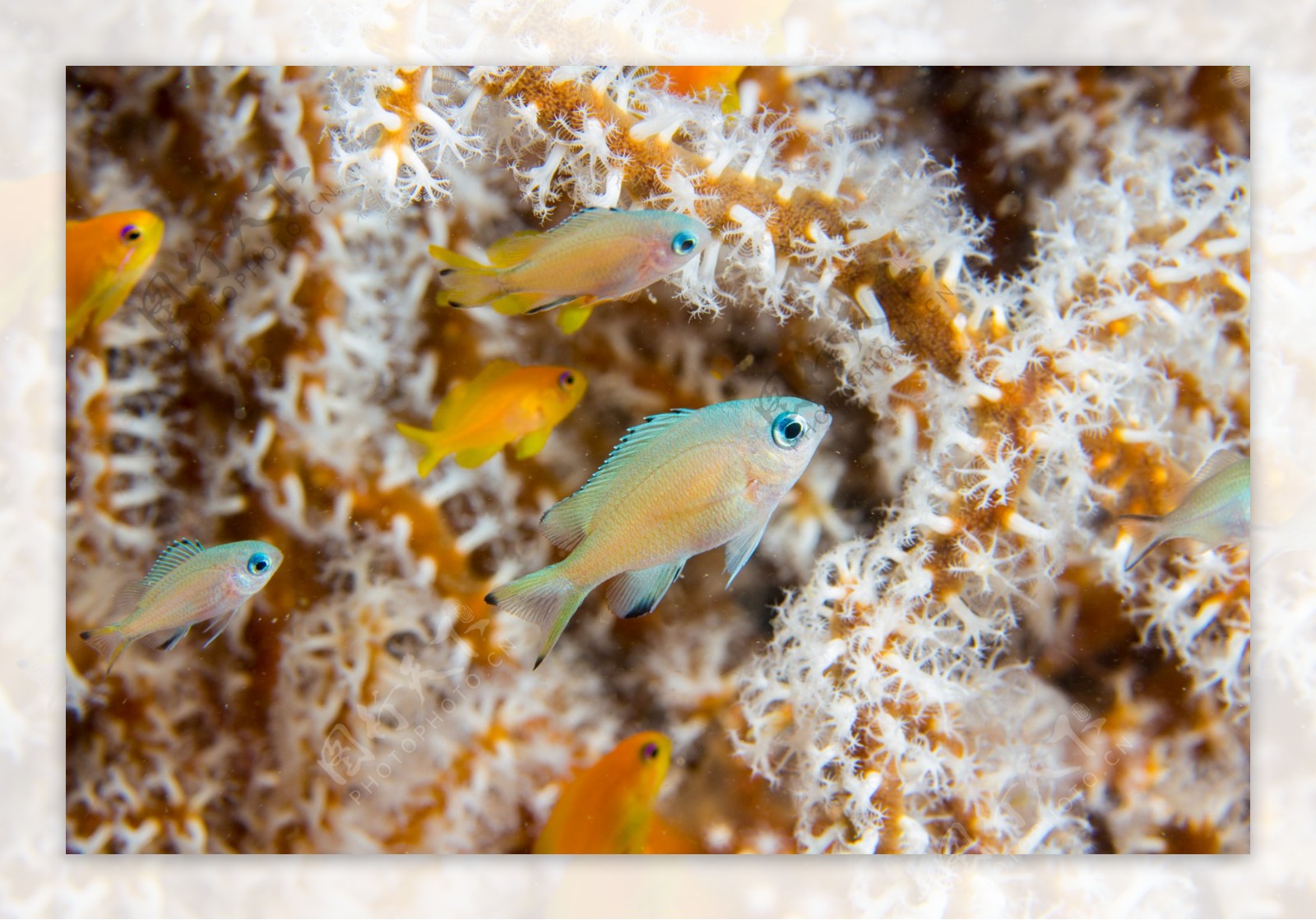 珊瑚鱼类素材