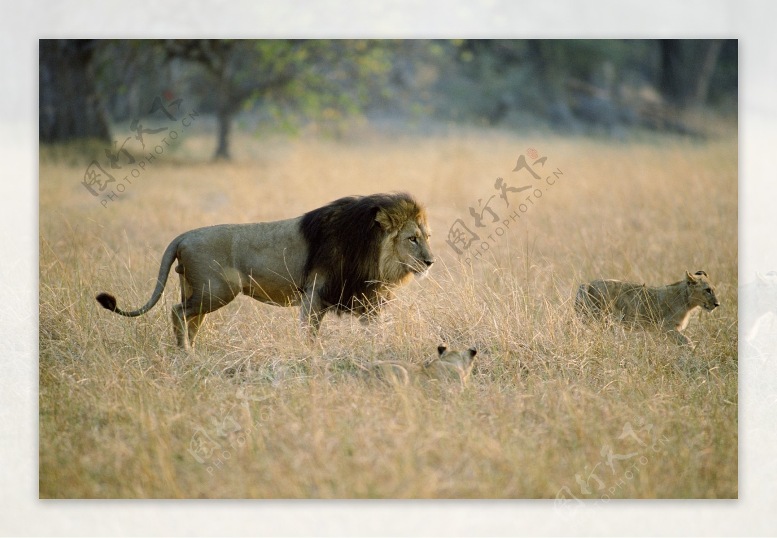 非洲野生动物狮子图片