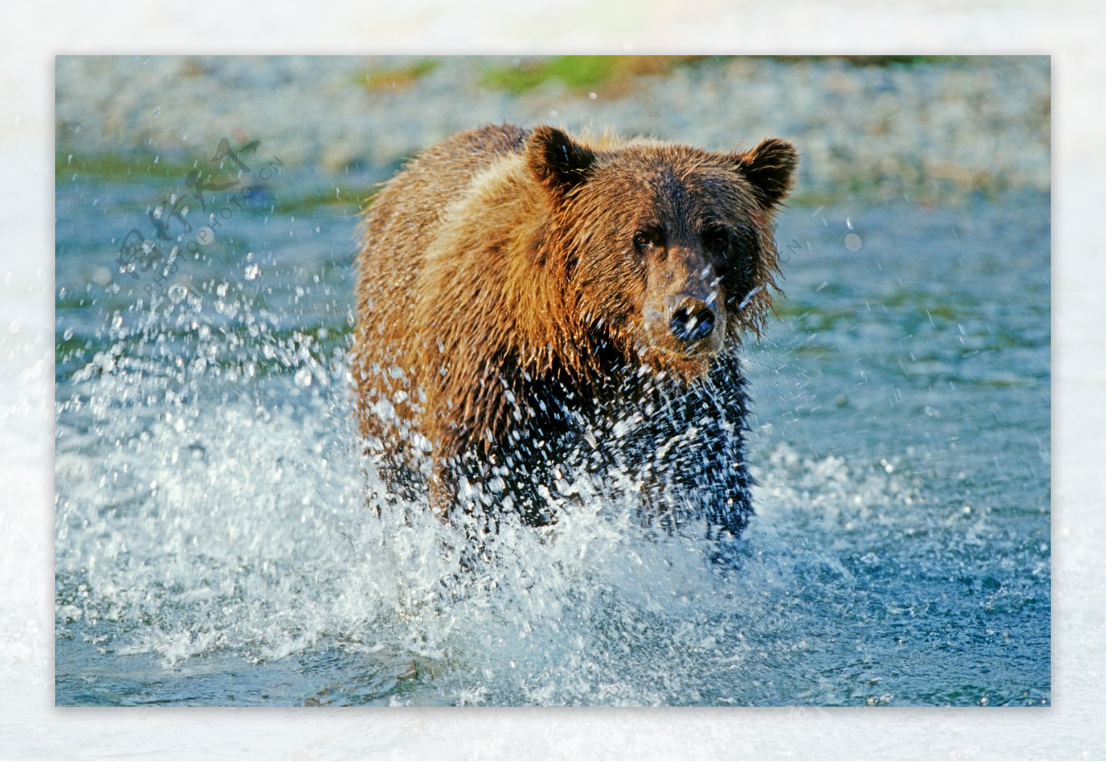水中奔跑的棕熊