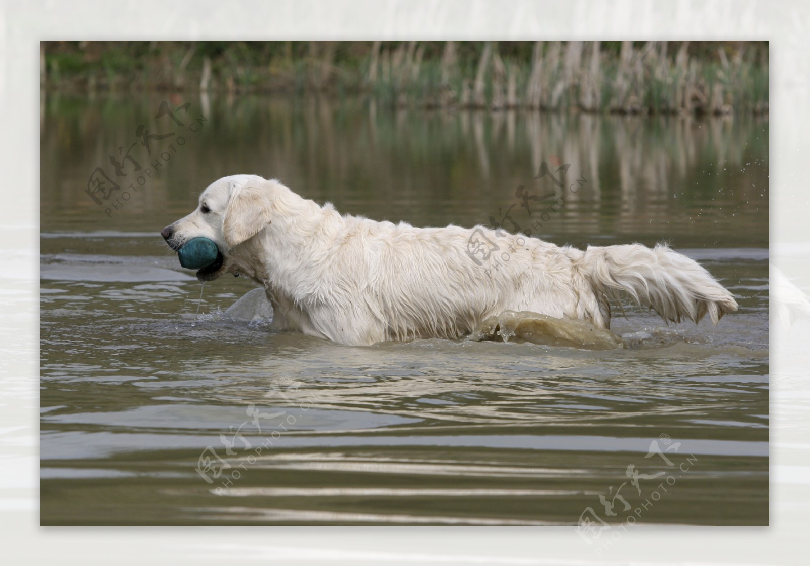 水中叼着东西的狗儿