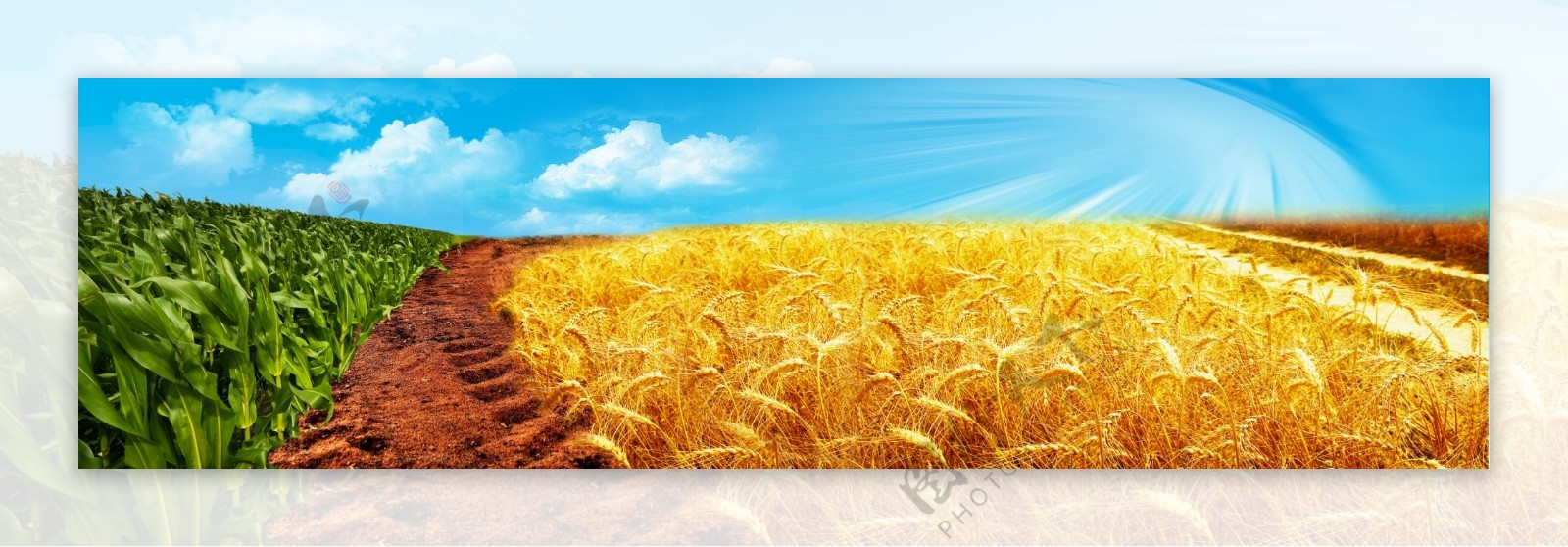 小麦地玉米地组合