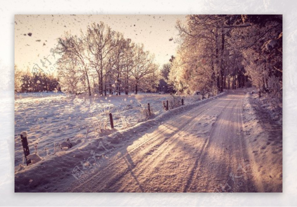 冬天雪性质道路树木
