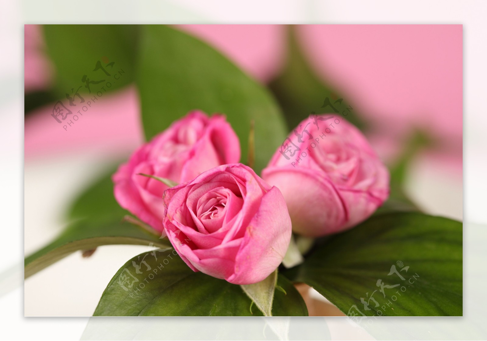 Three Rose PNG Images With Transparent Background | Free Download On ...