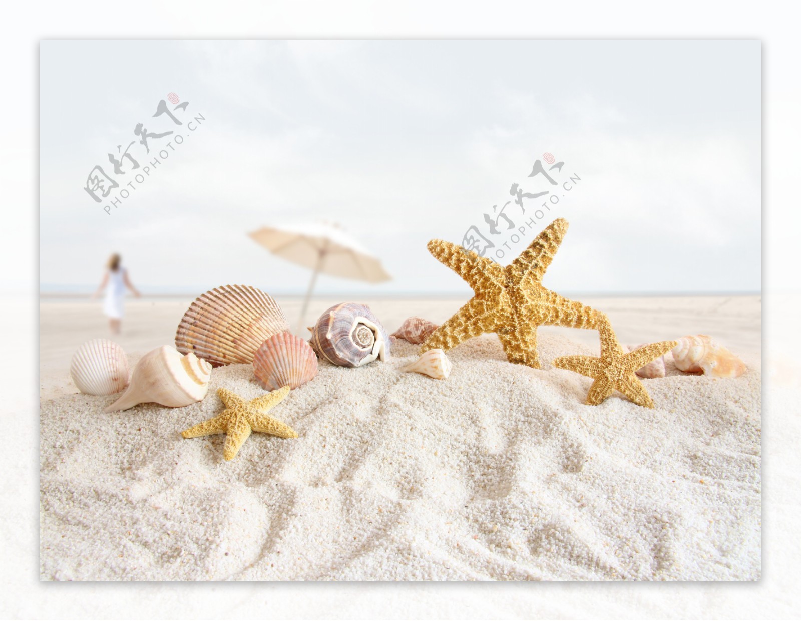 沙滩贝壳摄影图__海洋生物_生物世界_摄影图库_昵图网nipic.com