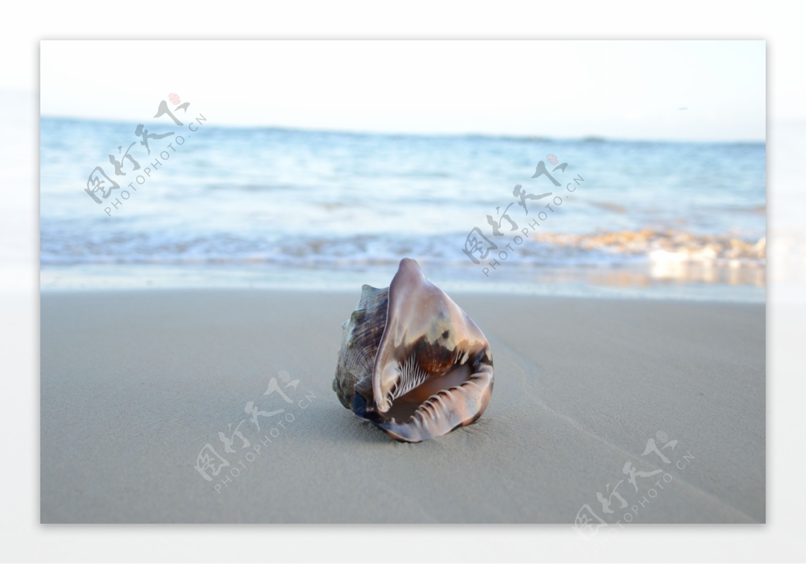 唯美沙滩上的海螺图片