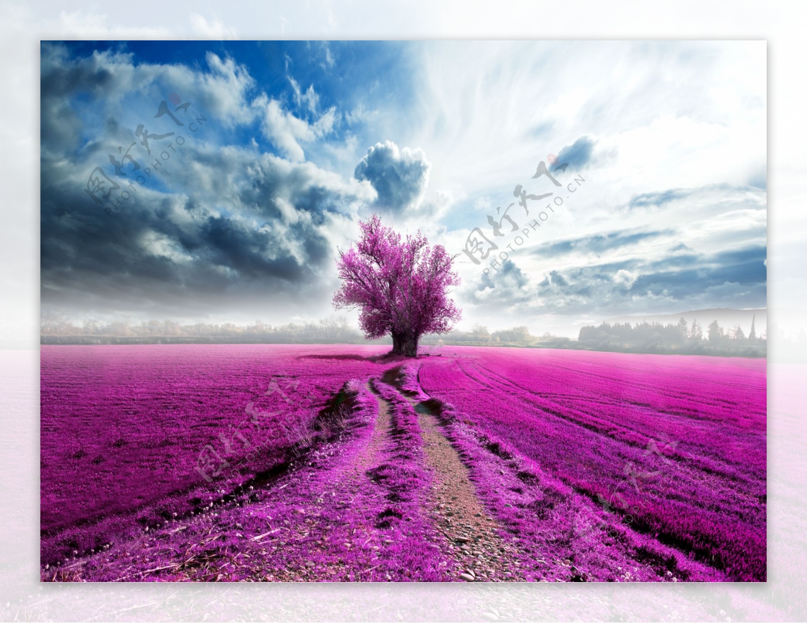 紫色树木草木图片