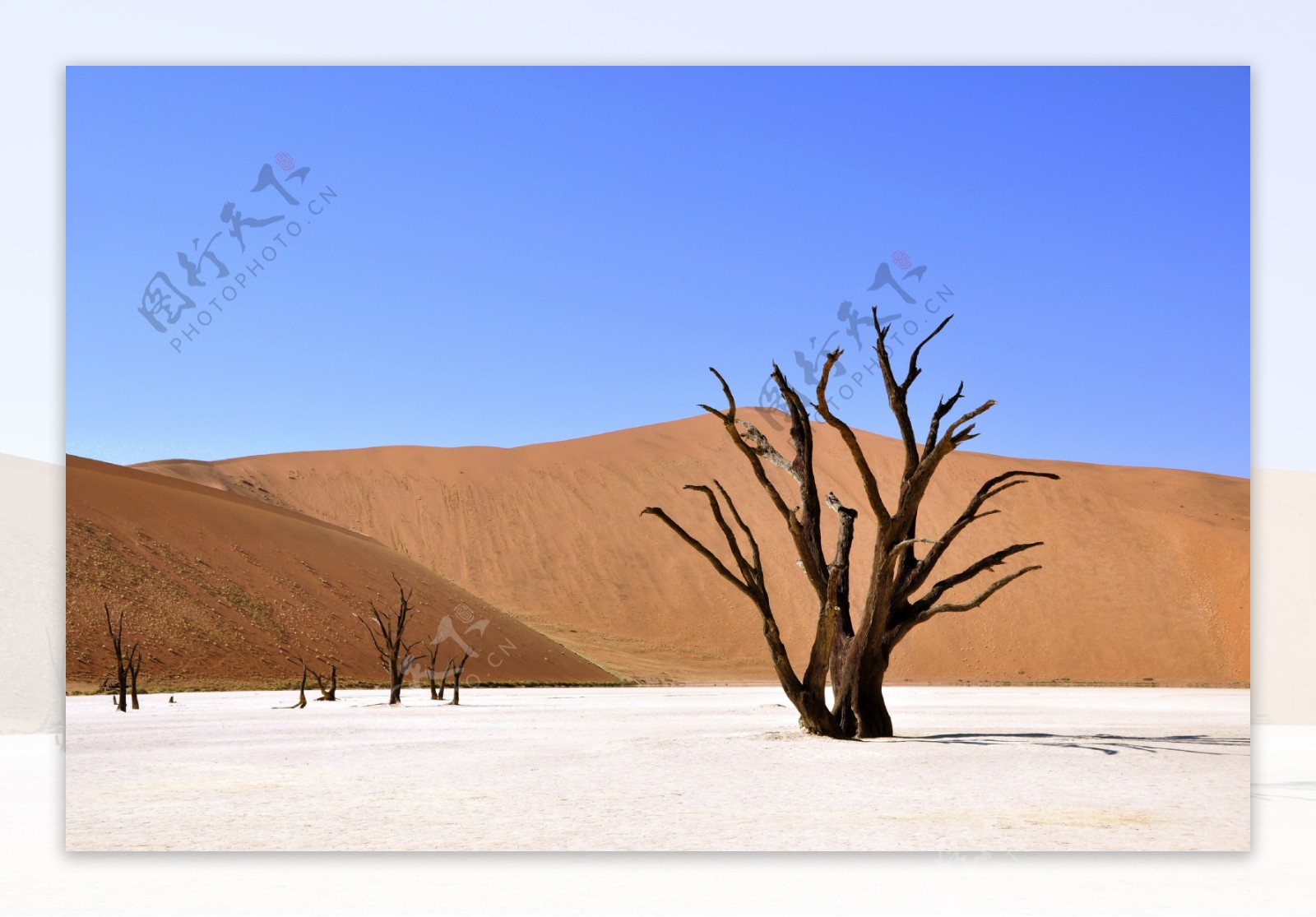 唯美沙漠枯树风景图片
