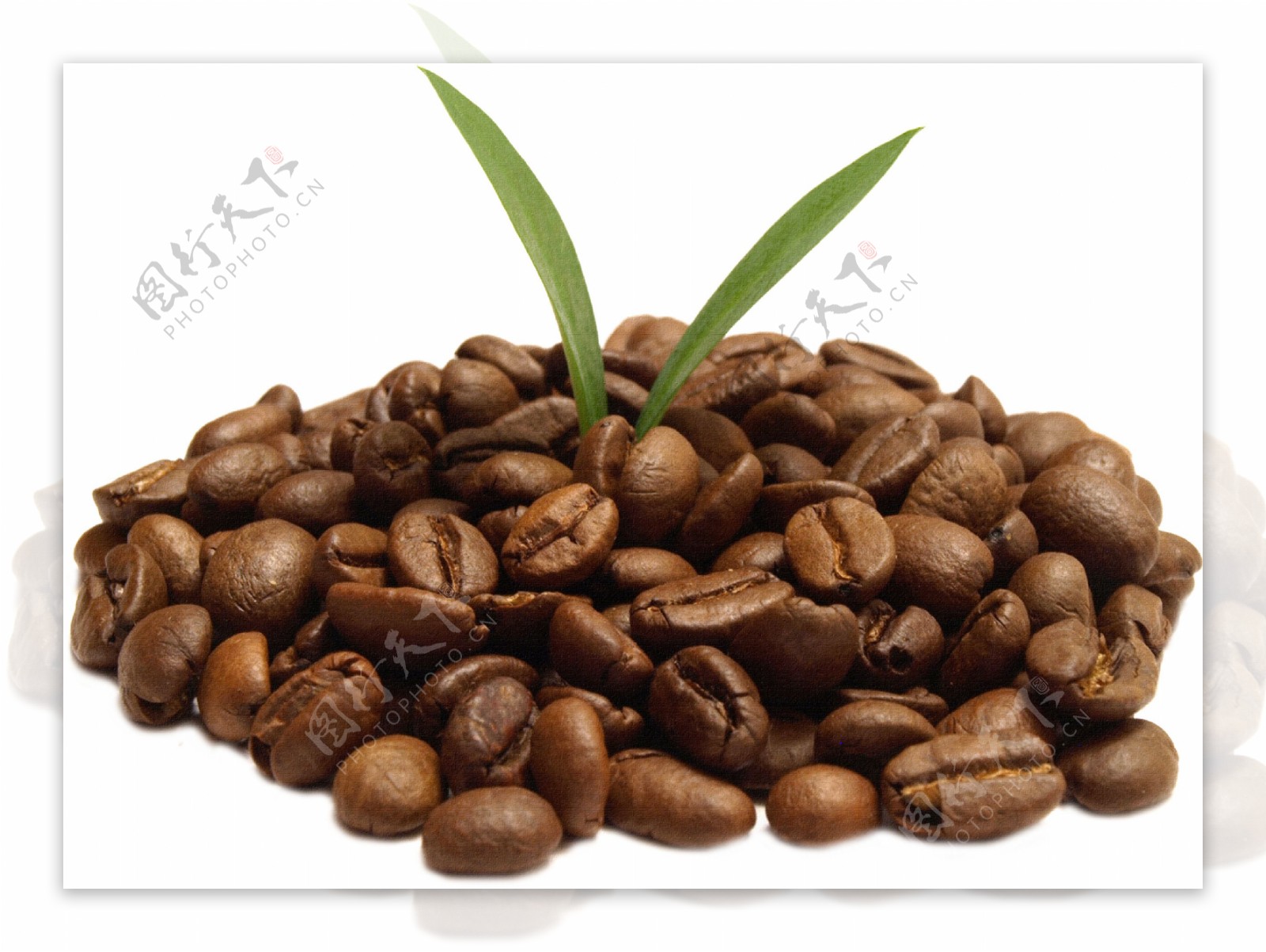 绿色植物和咖啡豆图片