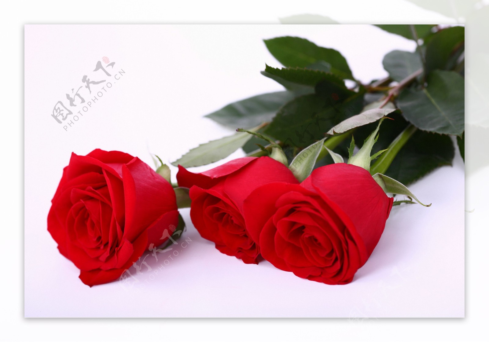 三朵鲜红的玫瑰花