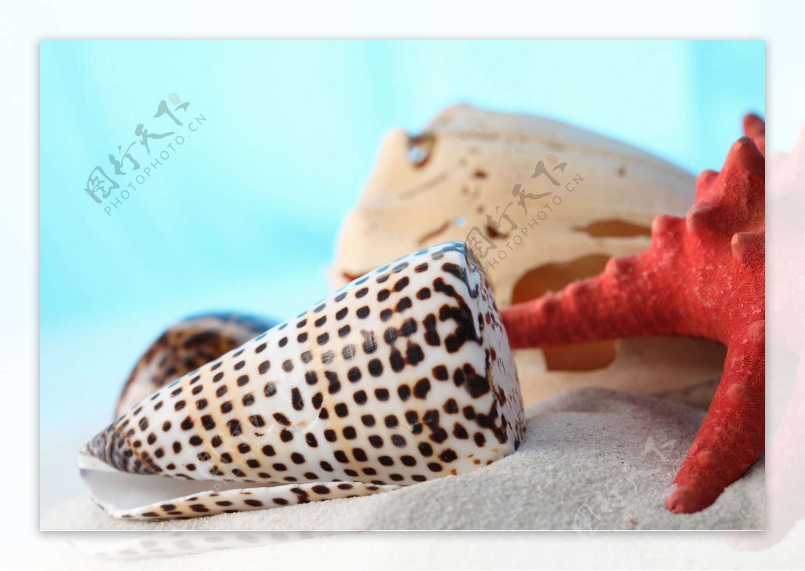 条纹贝壳海螺