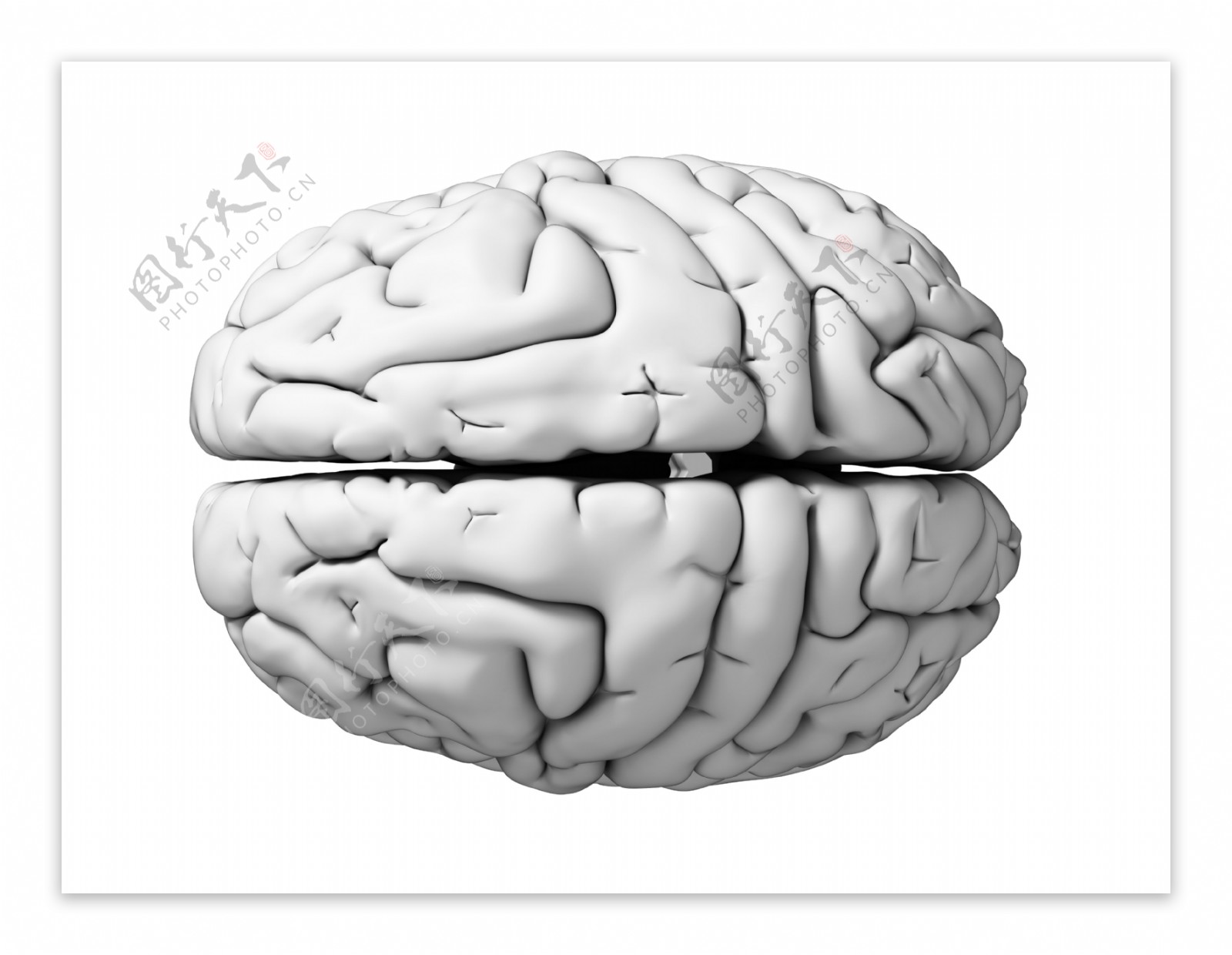 大脑模型图片