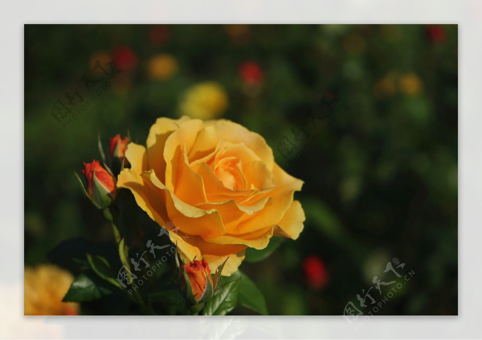 唯美黄玫瑰花图片