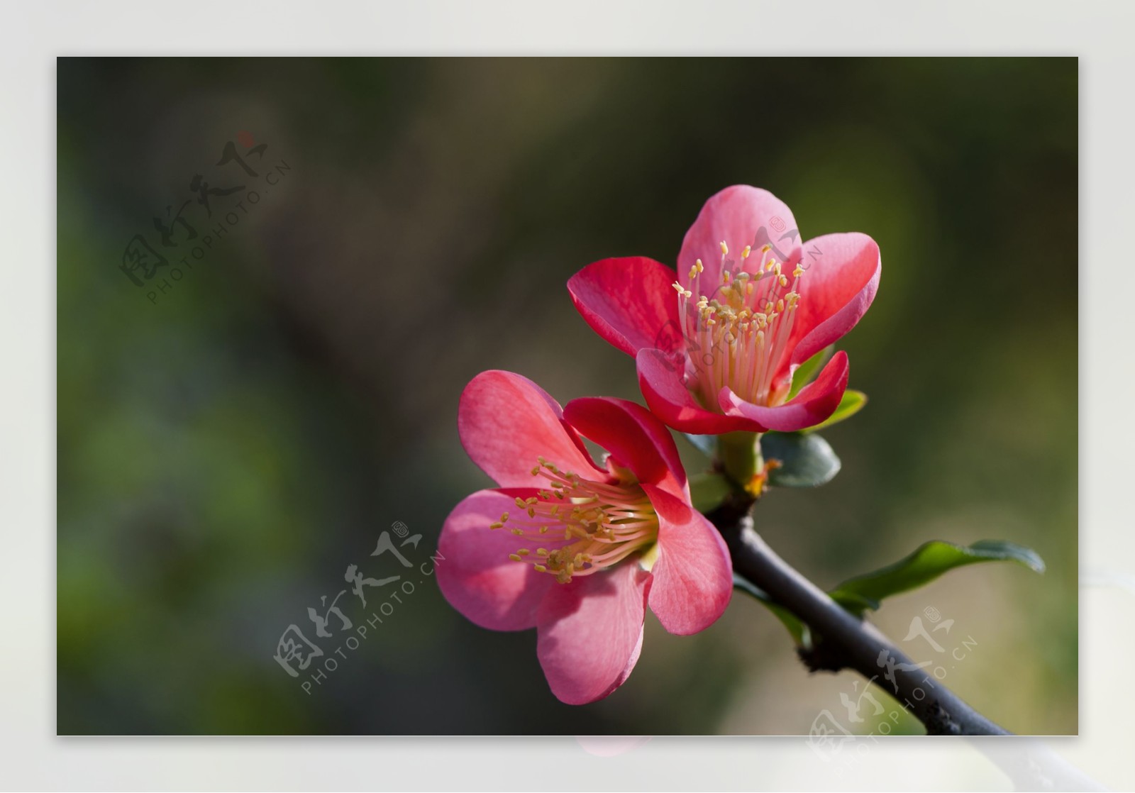 鲜艳海棠花图片