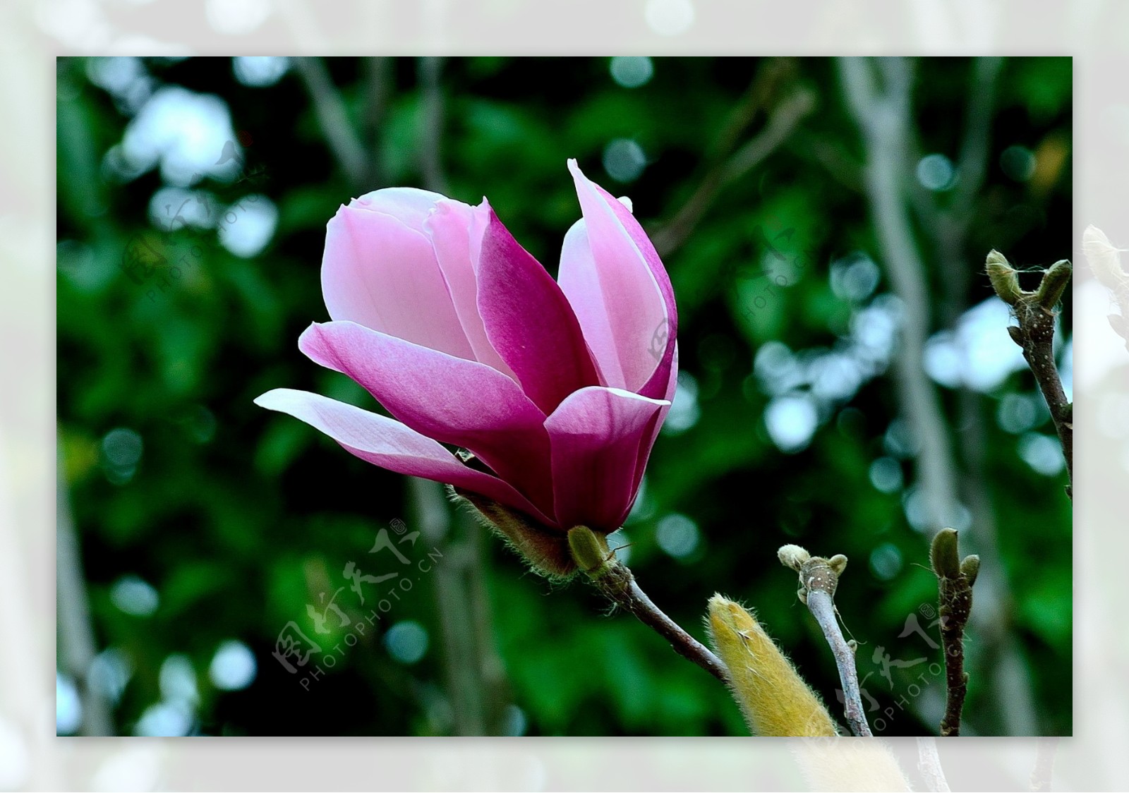 唯美粉色木兰花图片