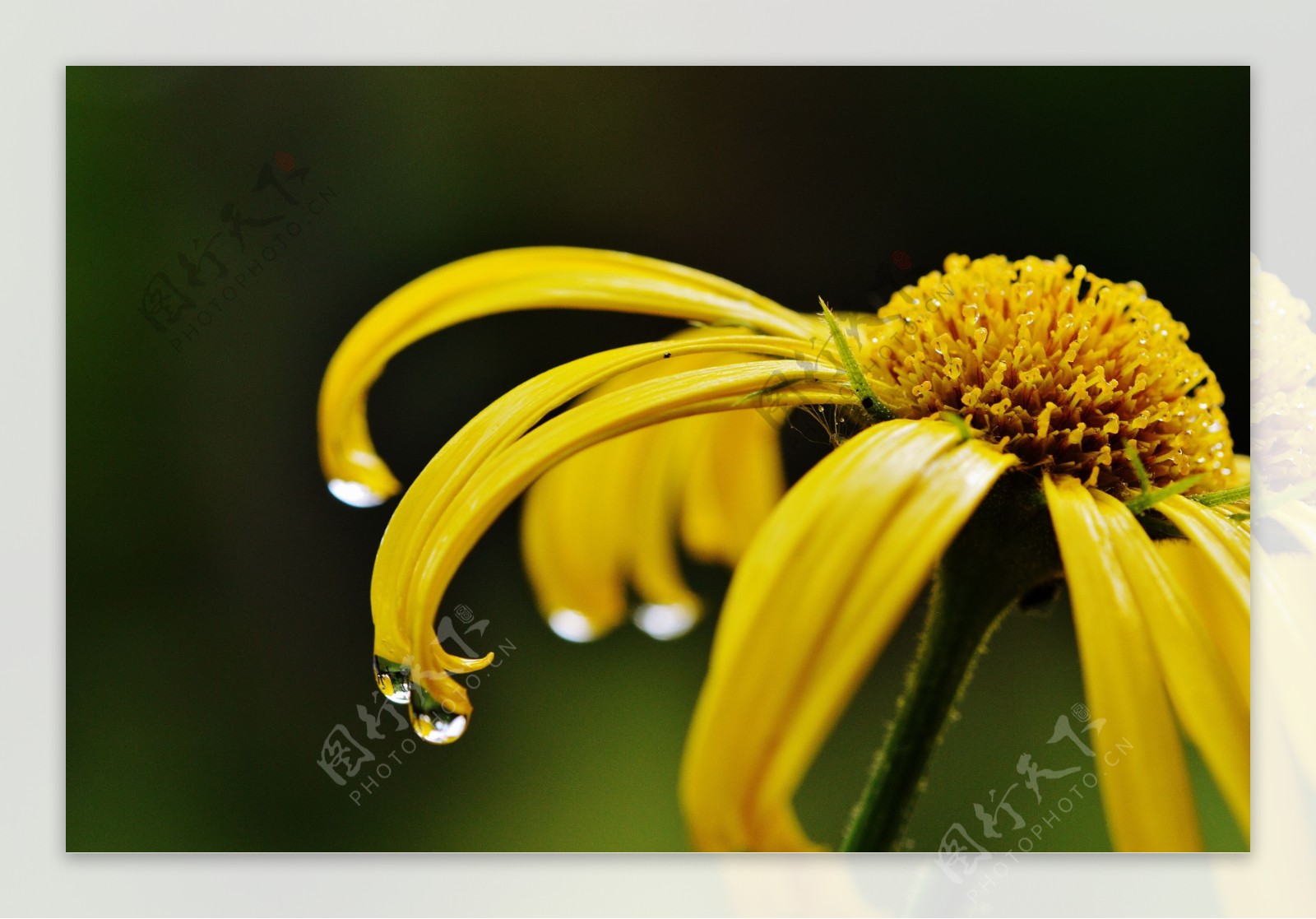 雨后花图片