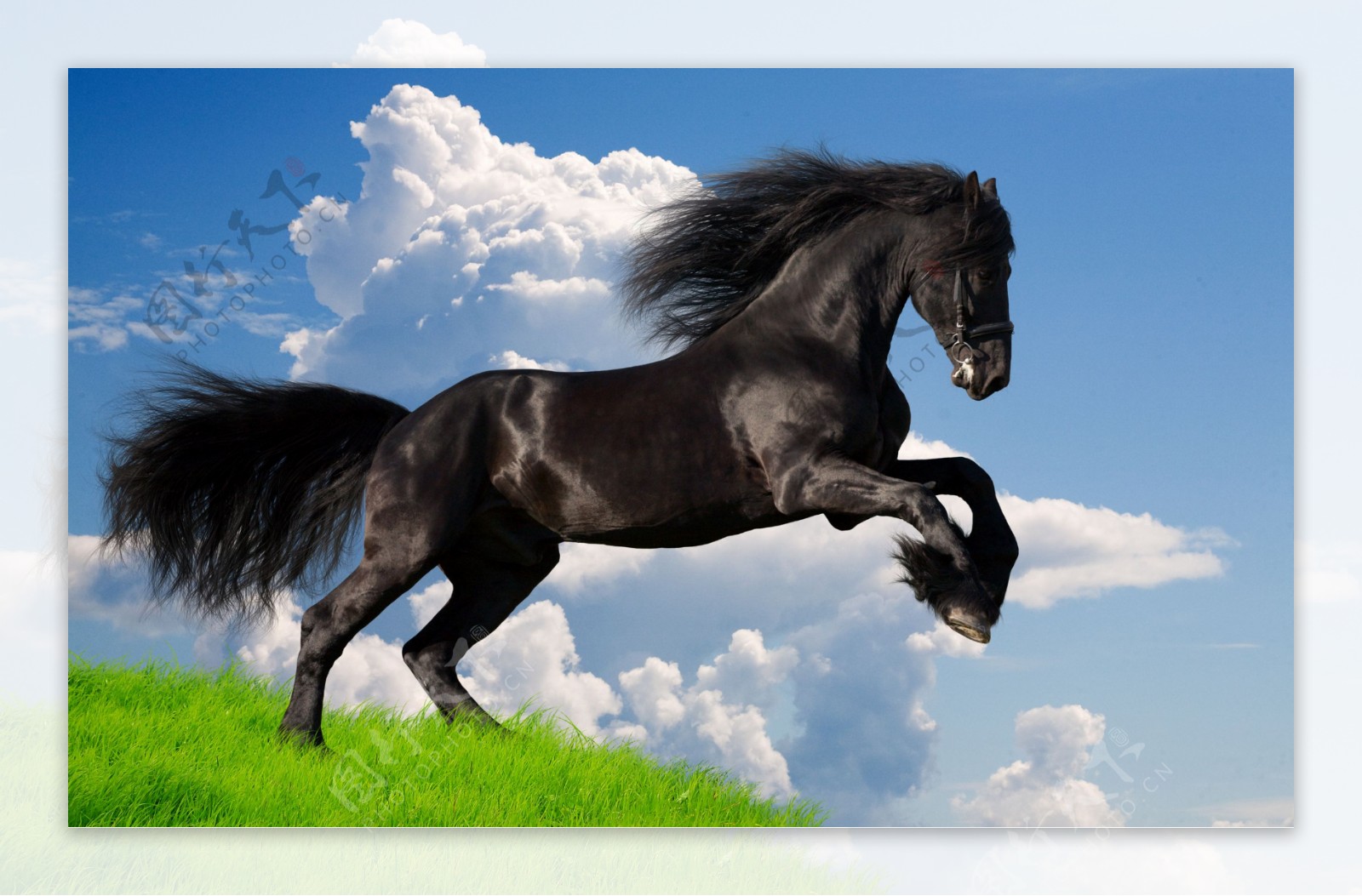 高清飞奔的骏马图片下载高清飞奔的马图片高清动物图片