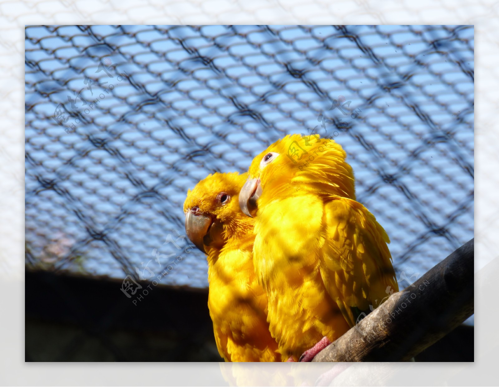 可爱黄色鹦鹉图片